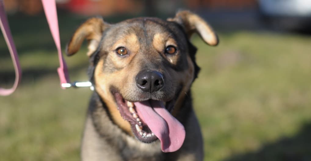 Tło ze zwierzętami