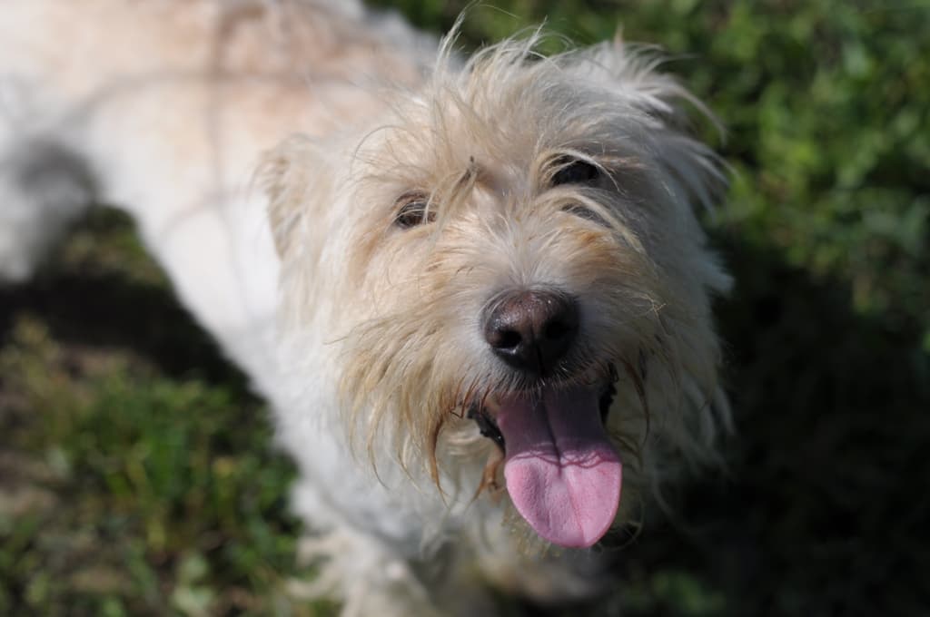 Tło ze zwierzętami