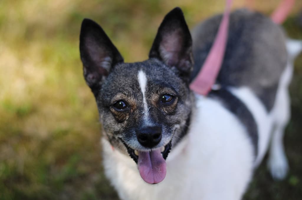 Podsumowanie roku ${item.rok}