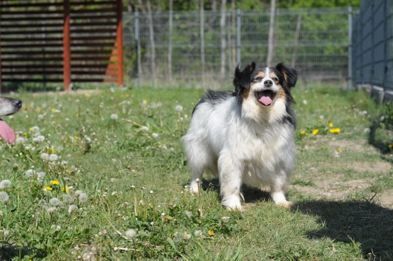 Tło ze zwierzętami