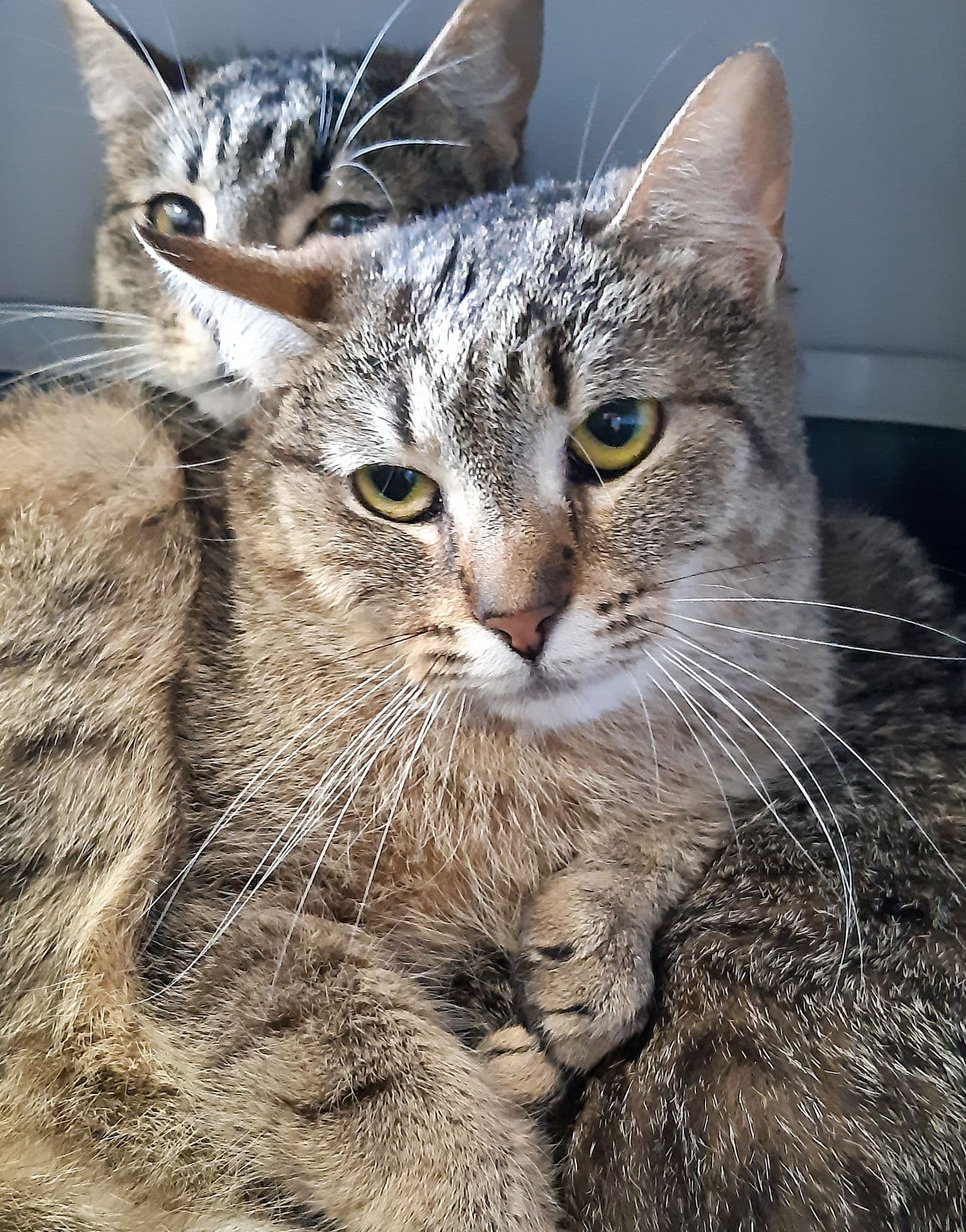 Tło ze zwierzętami