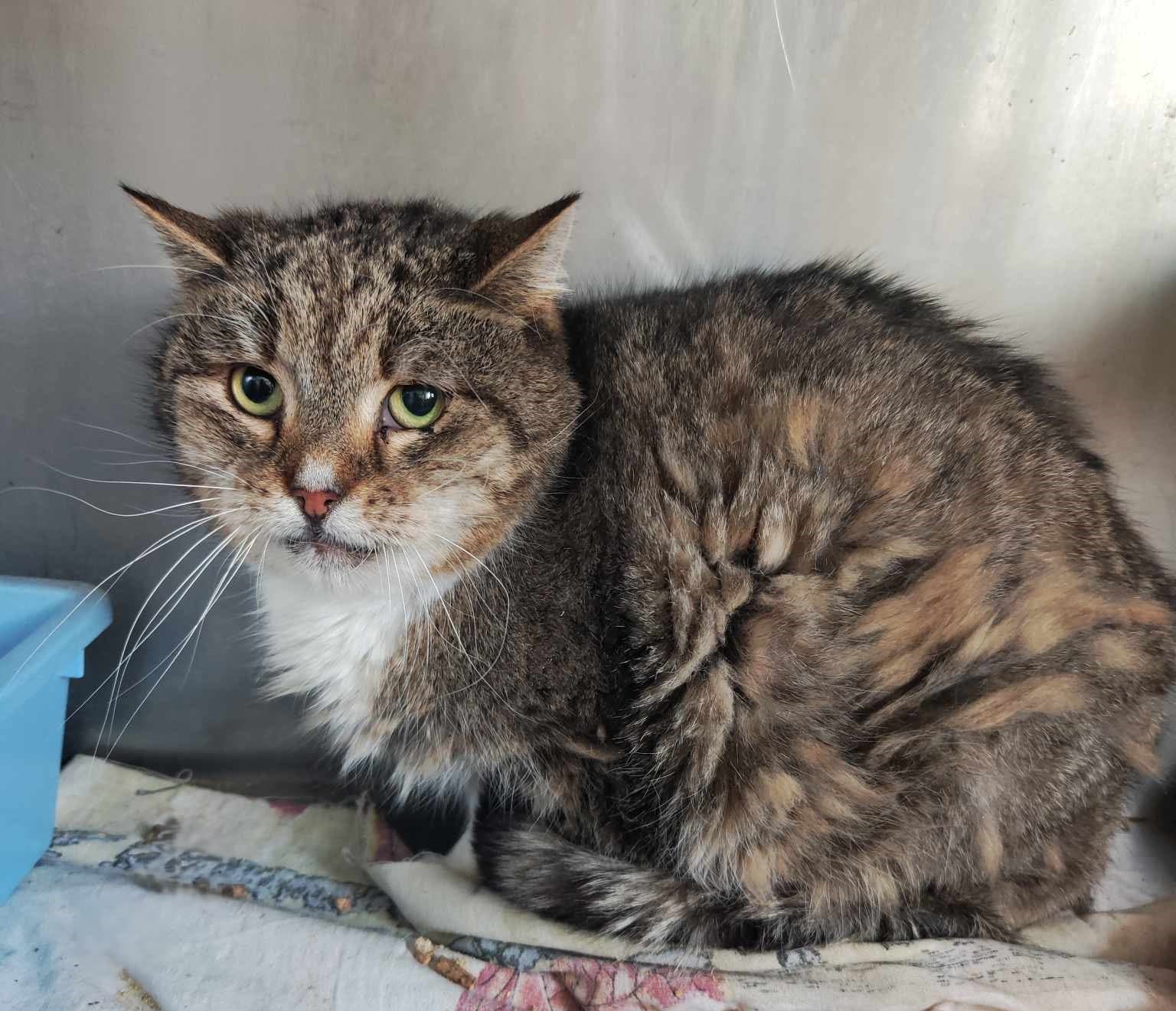 Tło ze zwierzętami